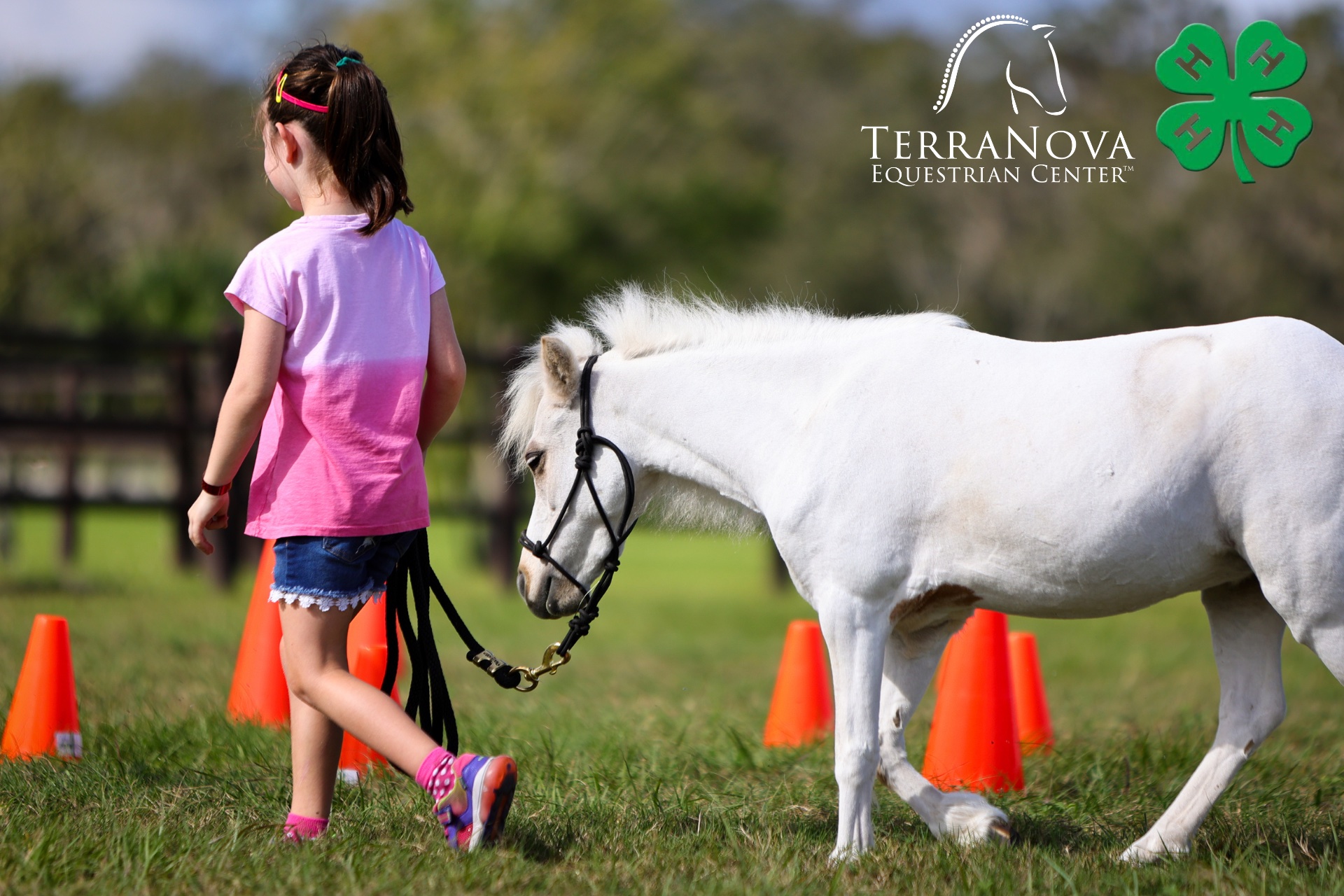 A young girl in a pink shirt leads a white miniature horse through orange cones at TerraNova Equestrian Center, with the TerraNova and 4-H logos