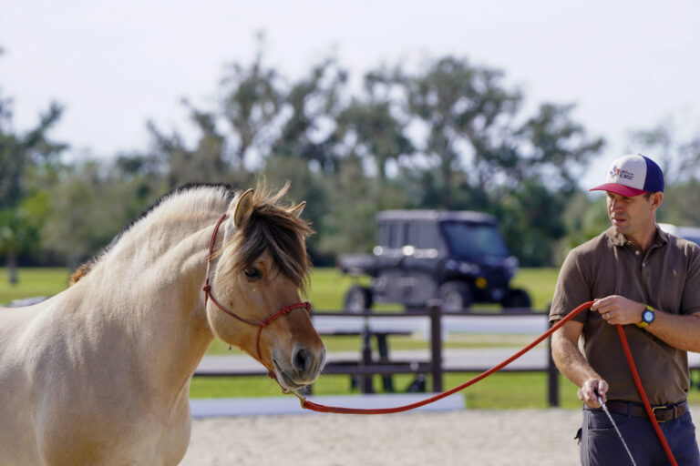 Dun horse in a red rope halter stands on the lead as a handler works in the arena