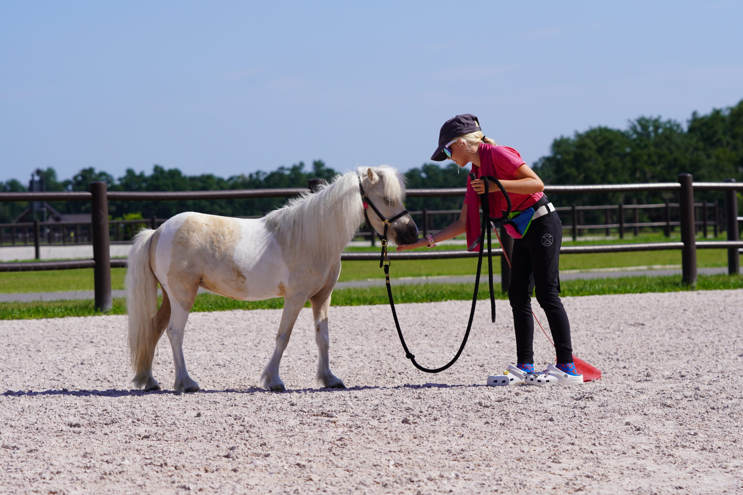 Girl in a pink shirt leads a white miniature horse across the sand arena
