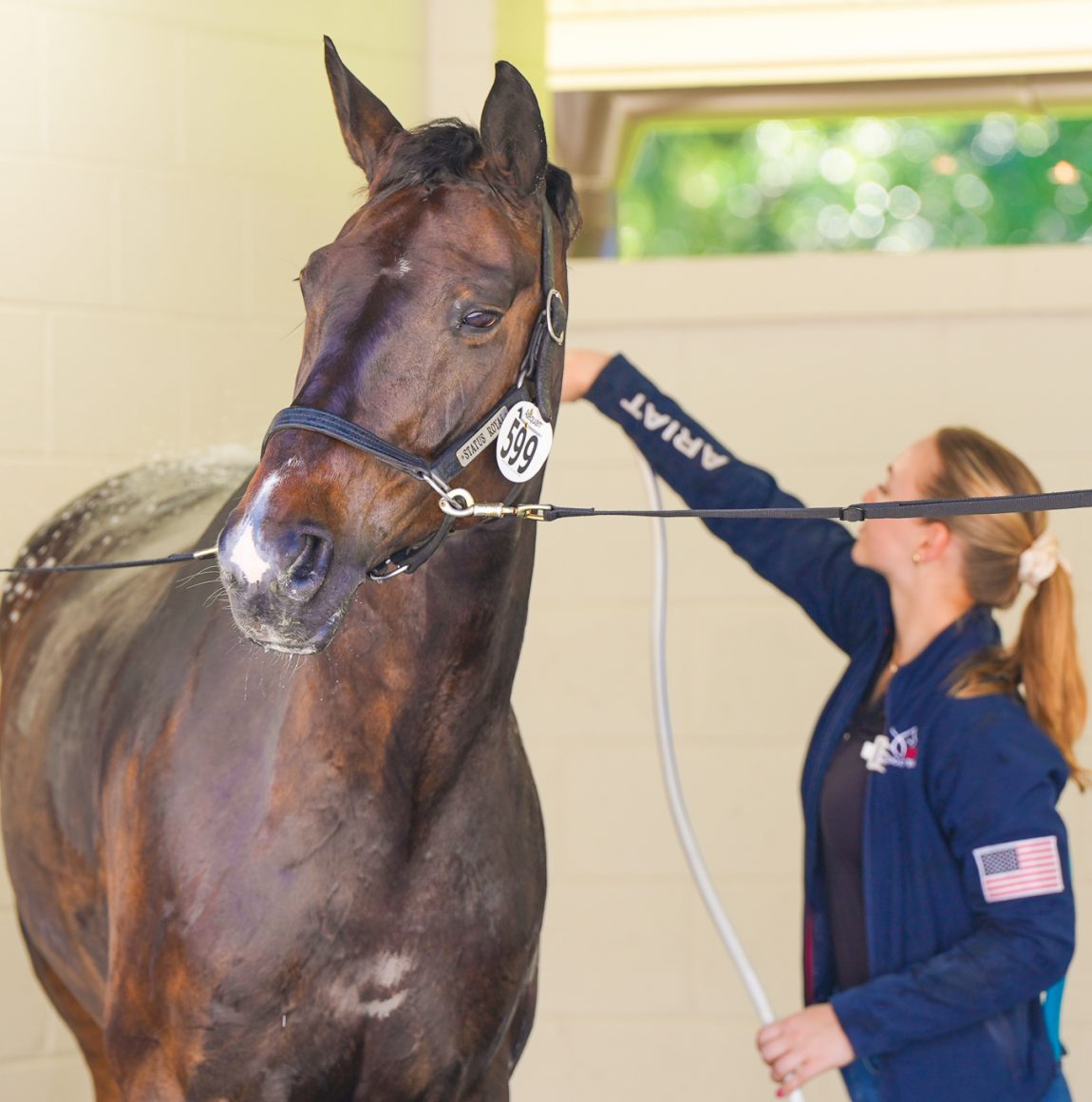 Groom presents a dark bay horse wearing bridle number 599 at the horse inspection at TerraNova Equestrian Center.